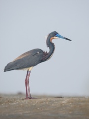 Tricolored Heron