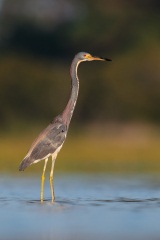 Tricolored Heron