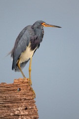 Tricolored Heron