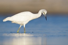 Little Blue Heron