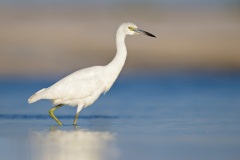 Little Blue Heron