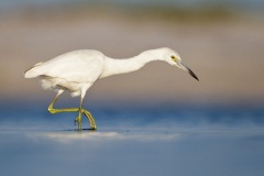 Little Blue Heron