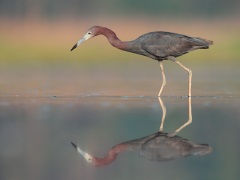 Little Blue Heron