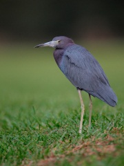 Little Blue Heron