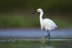 Snowy Egret