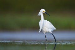 Snowy Egret