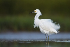 Snowy Egret