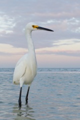 Snowy Egret