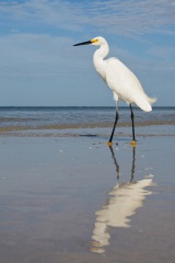 Snowy Egret