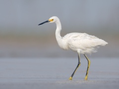 Snowy Egret