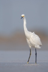 Snowy Egret