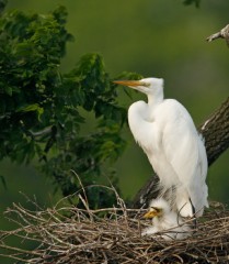 Great Egret