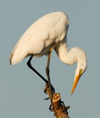 Great Egret