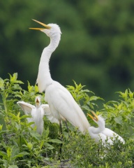 Great Egret