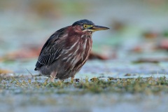 Green Heron