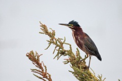 Green Heron