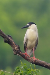 Black-crowned Night-Heron