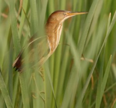 Least Bittern