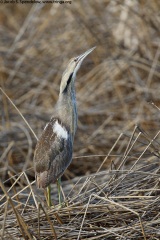 American Bittern