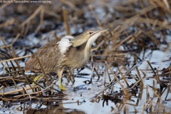 American Bittern