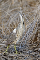 American Bittern