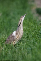 American Bittern