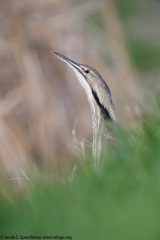 American Bittern