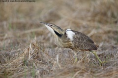 American Bittern