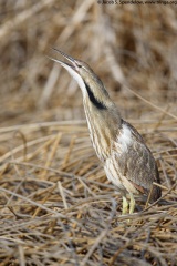 American Bittern