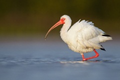 White Ibis