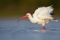 White Ibis