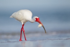 White Ibis