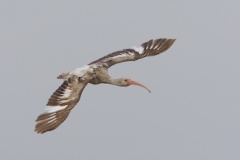 White Ibis