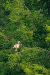 White Ibis