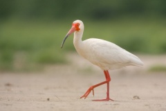 White Ibis