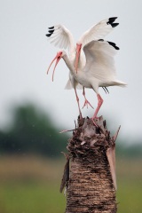 White Ibis