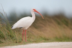 White Ibis