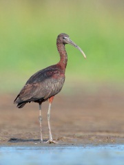 Glossy Ibis