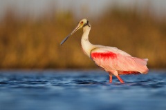 Roseate Spoonbill