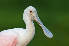 Roseate Spoonbill