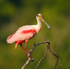 Roseate Spoonbill