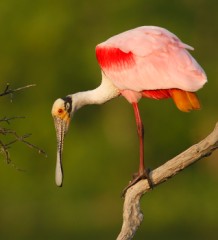 Roseate Spoonbill