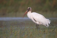 Wood Stork