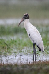 Wood Stork