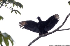 Black Vulture