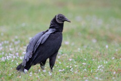 Black Vulture