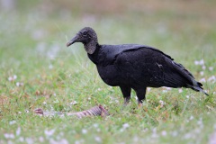 Black Vulture