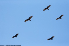 Black Vultures and Turkey Vultures