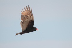 Turkey Vulture