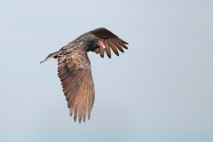 Turkey Vulture